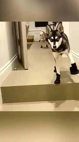 Try not to laugh 😂😂😂 #funny #animals #funnypets #funnyanimals #catsoftiktok #funnytiktok #cat #haha #pet #dog #funnyvideos 