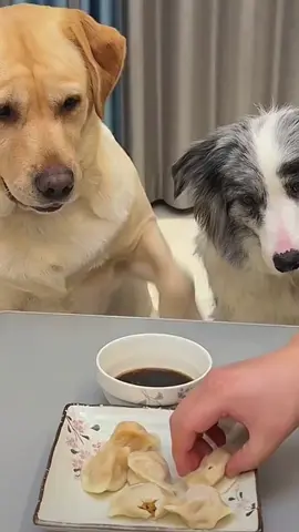 The smart dog #dog #dogsoftiktok #dogs #douyin #fyp 
