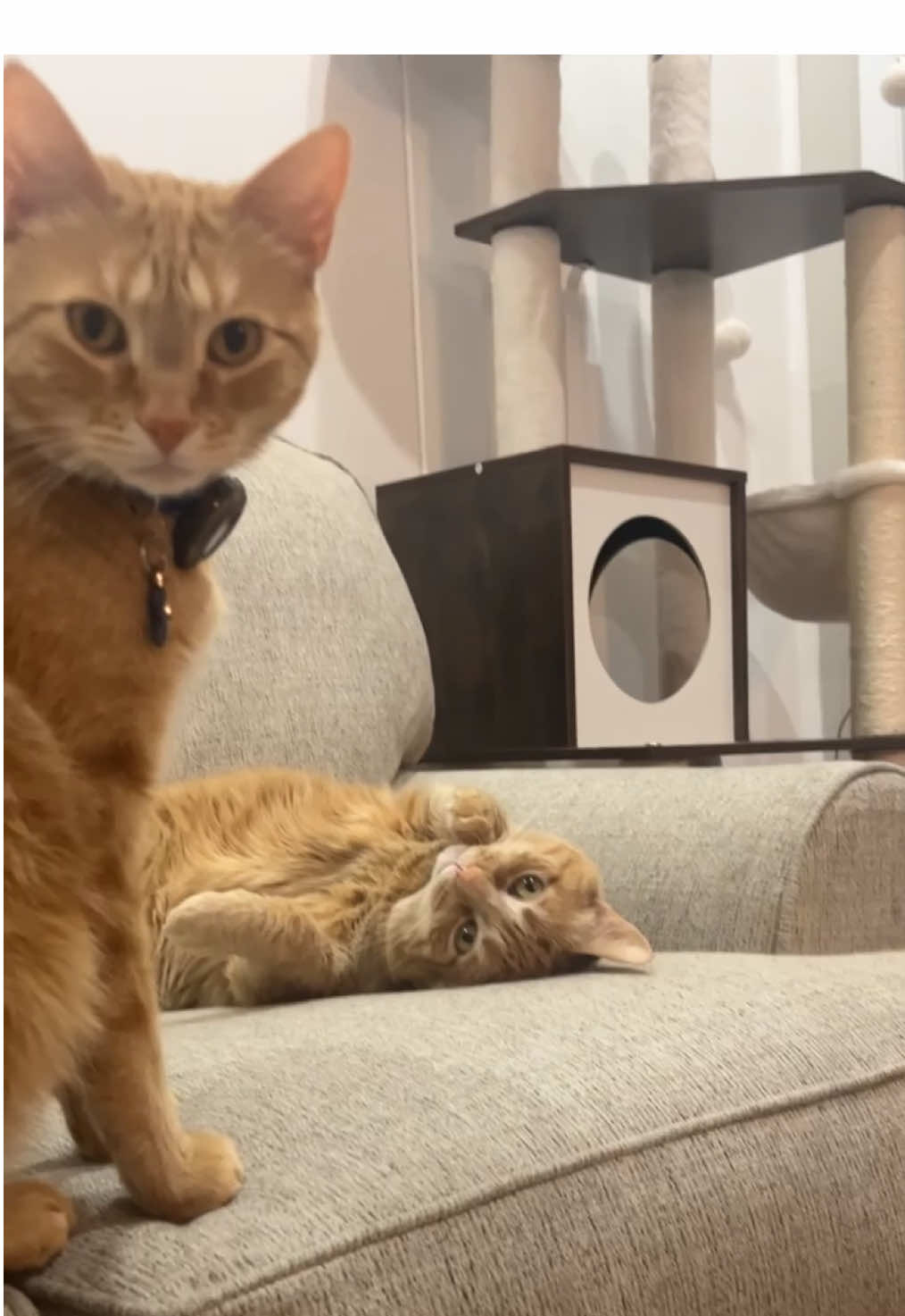 idk #macandcheesethecats #macattack #macandcheese #macaroniandcheese #macaroniandcheesethecats #smackaroni #orangecat #orangecatbehavior #orangecatsoftiktok #warningpaw #stopyourescaringme #orangecats 