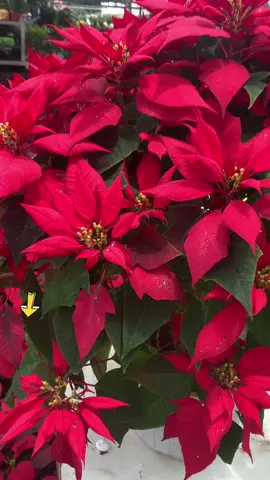 Cây hoa trạng nguyên đỏ hot năm mới mang nhiều may mắn đây nhé 😍🥰#hoa #trangnguyen #caycanh #mayman #hot #xuhuong #happy #succulents 