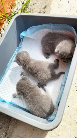 underpad sebelum kucing ditinggal mudik ! #underpadkucing #perlakkucing 