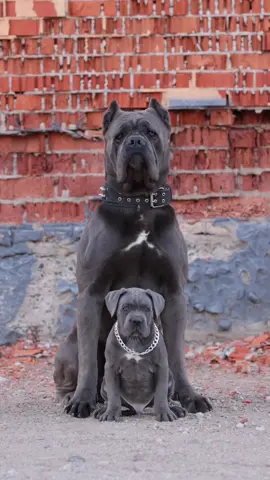 #канекорсобеларусь #canecorsooitaliano #canecorso 