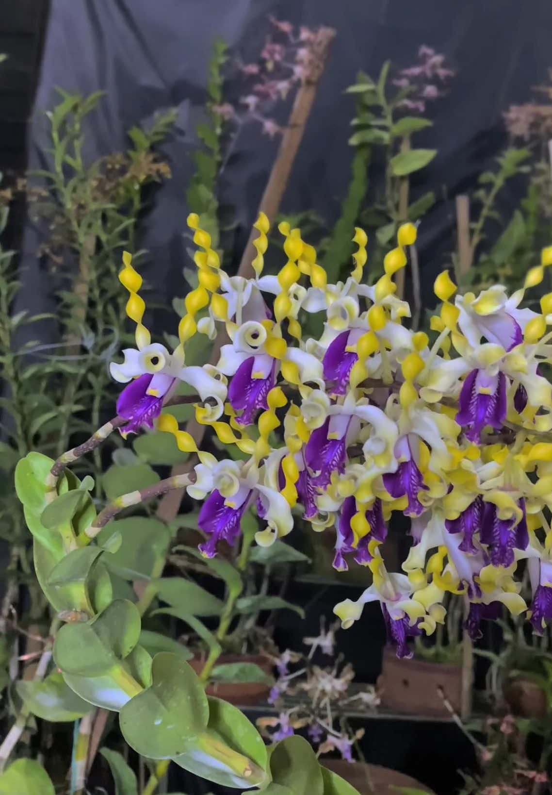 Selamat malam ODD hanya pemanis yaa 😊😍😍 #flower #beautifulorchid #orchid #anggrekdendrobium #beautifulorchidflowers #beautifulflower #anggrekwangi #anggreksultan #honp #dendrobiumheartofnorthoaksprimary 