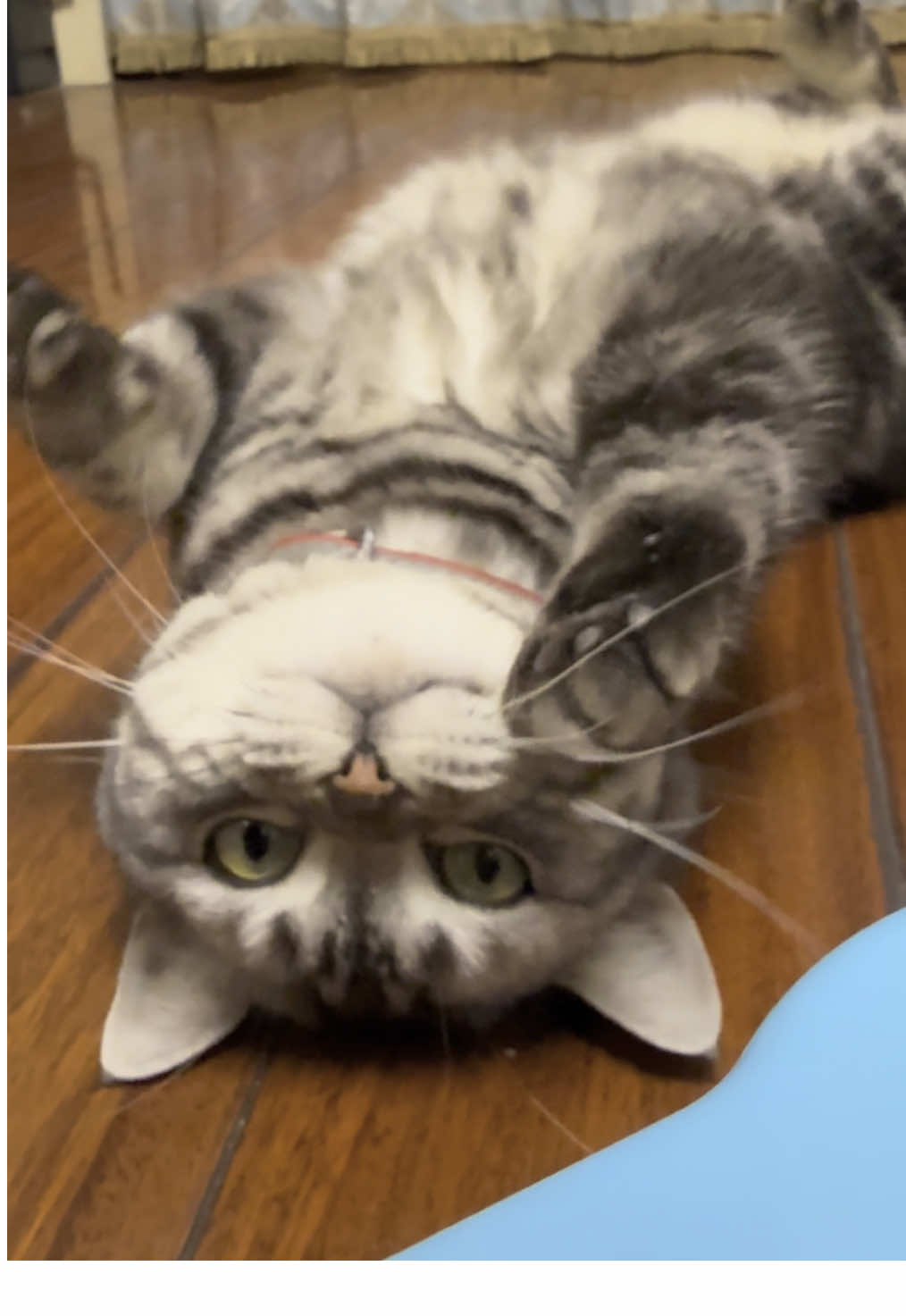 Replying to @catmi7 #catsoftiktok #cute 