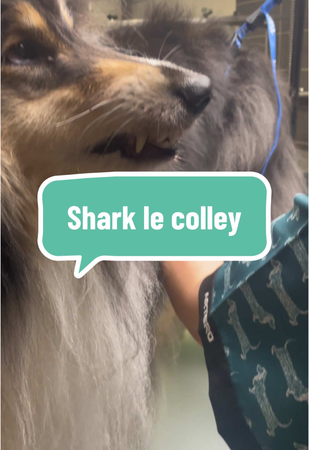 @SOKKAVU TOILETTAGE #colley #berger #toilettage #babyshar #shark #groom #debourrage 