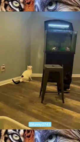 Why are cats so afraid of water🥶#funny #funnyanimals #funnyvideos #pet #cats #cute #fyp 