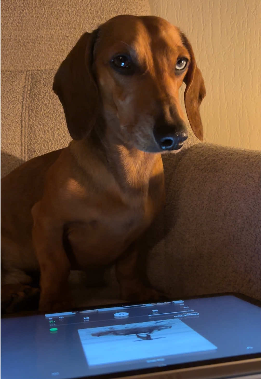 #the1975 #dachshund #fyp 