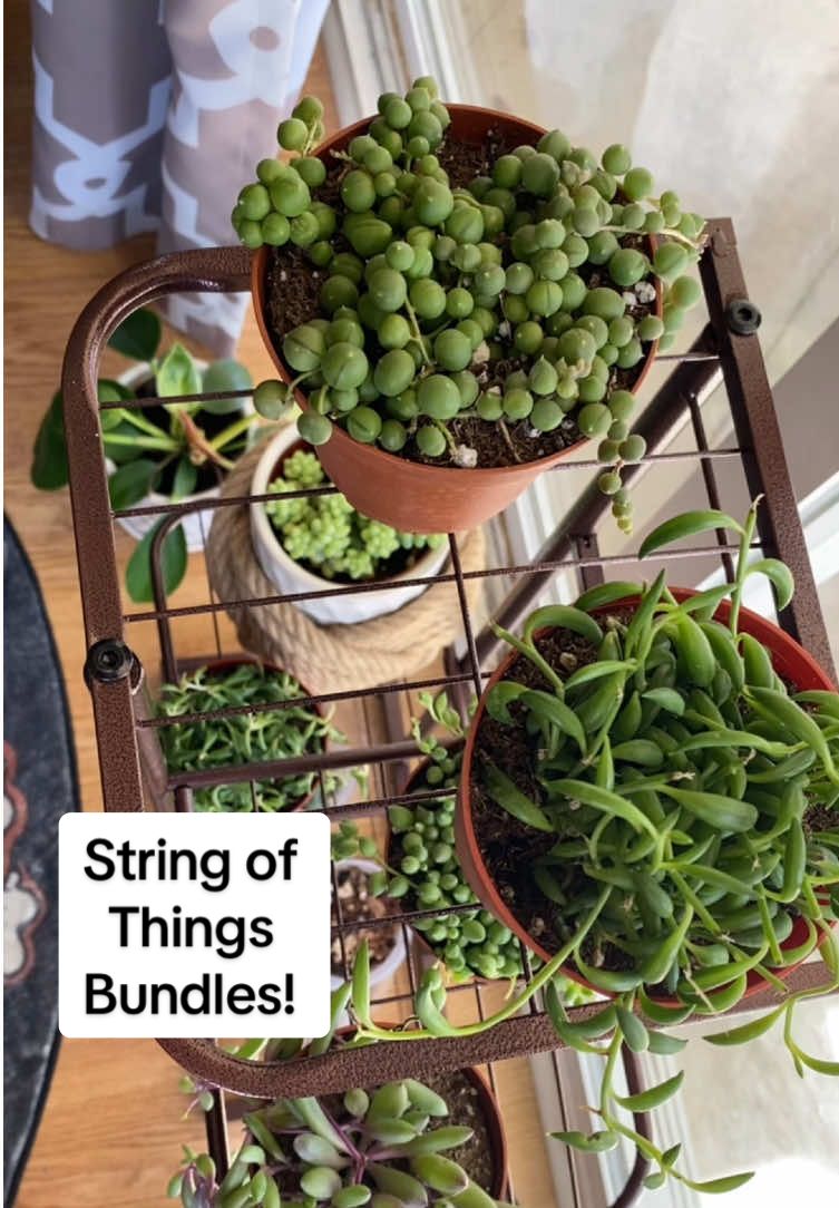 String of things bundle! #stringofthings #stringofpearls #stringofbananas #stringofrubynecklace #donkeytail #succulents #stringofdolphins #houseplants #PlantTok #springtok #tiktokshopspringglowup #tiktokshopspringsale #tiktokshopcreatorpicks #toptiermarch #ttslevelup #viralfinds 