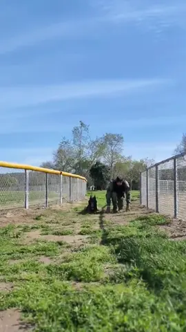 #tactical #k9 #hundetraining #hundevideos #dogsoftiktok #DogTraining #k9unit #dog #fyp 