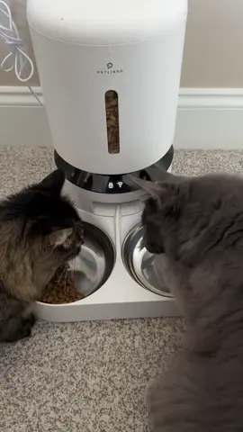 #catsoftiktok #cat #catlover #catsmoves #cattok #catstagram #catmom #catsvideo #catsoftiktiok #catonaleash #catmom #catsvideo #catsmoves #catsofinstagram #catsdoingthings 