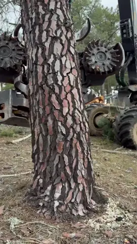 Technology in Action:The Harvester Revolutionizing Tree Cutting” #farming #cutting 