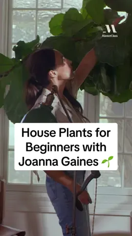 bring spring inside your home with @Joanna Gaines! #houseplants #plants #homedecor