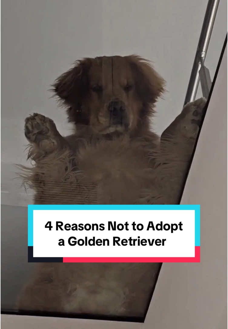 4 reasons why the golden retriever may not be the ideal dog breed for everyone. 