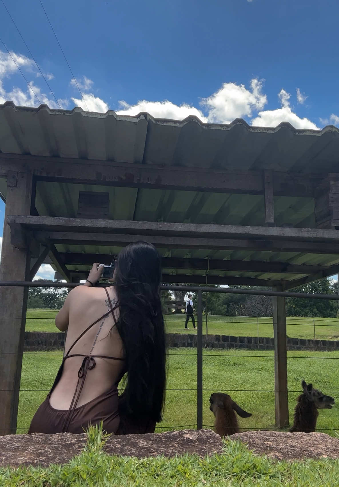 diga olá para as lhamas 🦙 