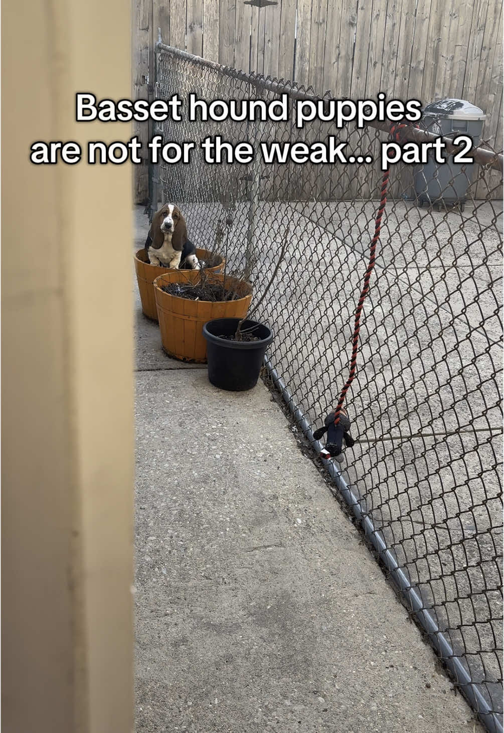 Proof that Norma does in fact want to go outside, but only on *her* terms  Yes I’m aware the yard is dismal but it’s not garden season yet!  #normathebasset #bassethoundsoftiktok #bassethoundpuppy #bassetpuppy 