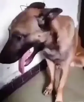 dog meme #tiktok #smellsgood #dogfyp🐾 