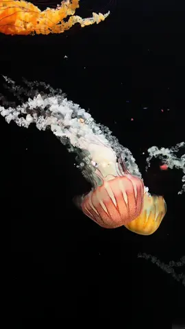 New Orleans, Audubon Aquarium #aquarium #ocean #neworleans #jellyfish #turtle #seaturtle #fypシ #foryoupage #fyp #audubonzooneworleans #Louisiana #Sharks #moonjellyfish #stingray #sea #audubonaquarium 