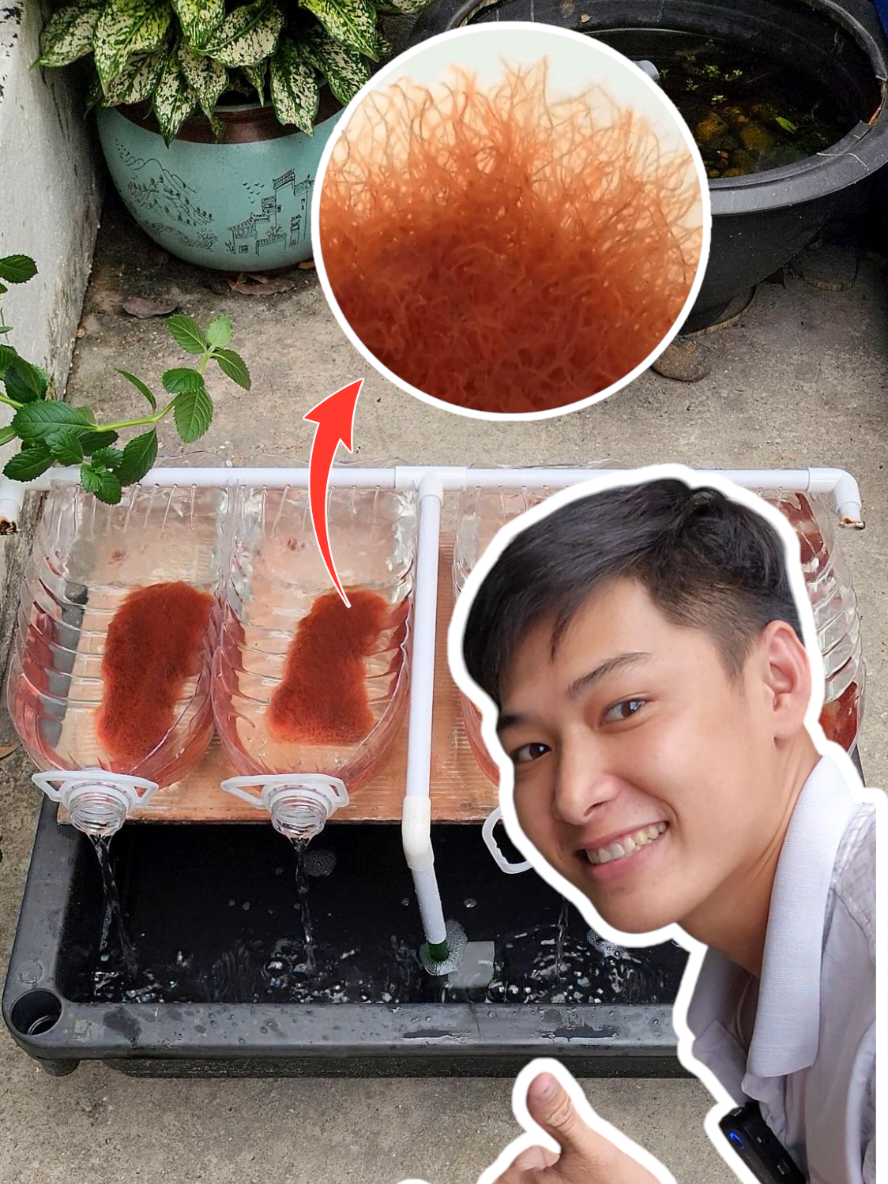 Tái chế chai nhựa làm hồ trữ trùn #Skyguppy 