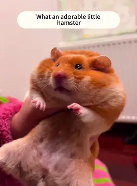 What an adorable little hamster #fyp #funnyvideo #foru #hamster #hamters #us #usa #🇺🇸 #usa🇺🇸 