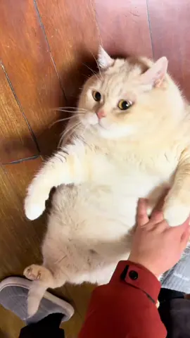 #cat#cats #แมวอ้วน 