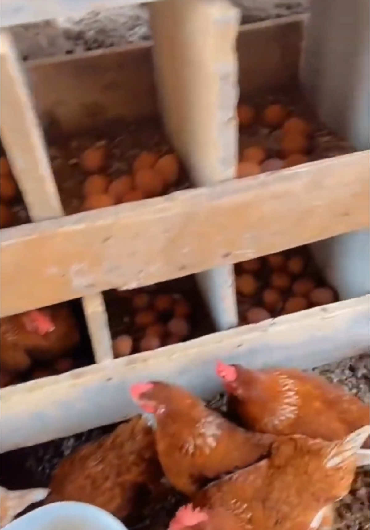 دجاج إيزا براون isa brown #الدجاج #تربية_الدجاج #السلالات_البياضة #الكتاكيت #البيض #دجاج_الزينة #بيض #الدواجن 