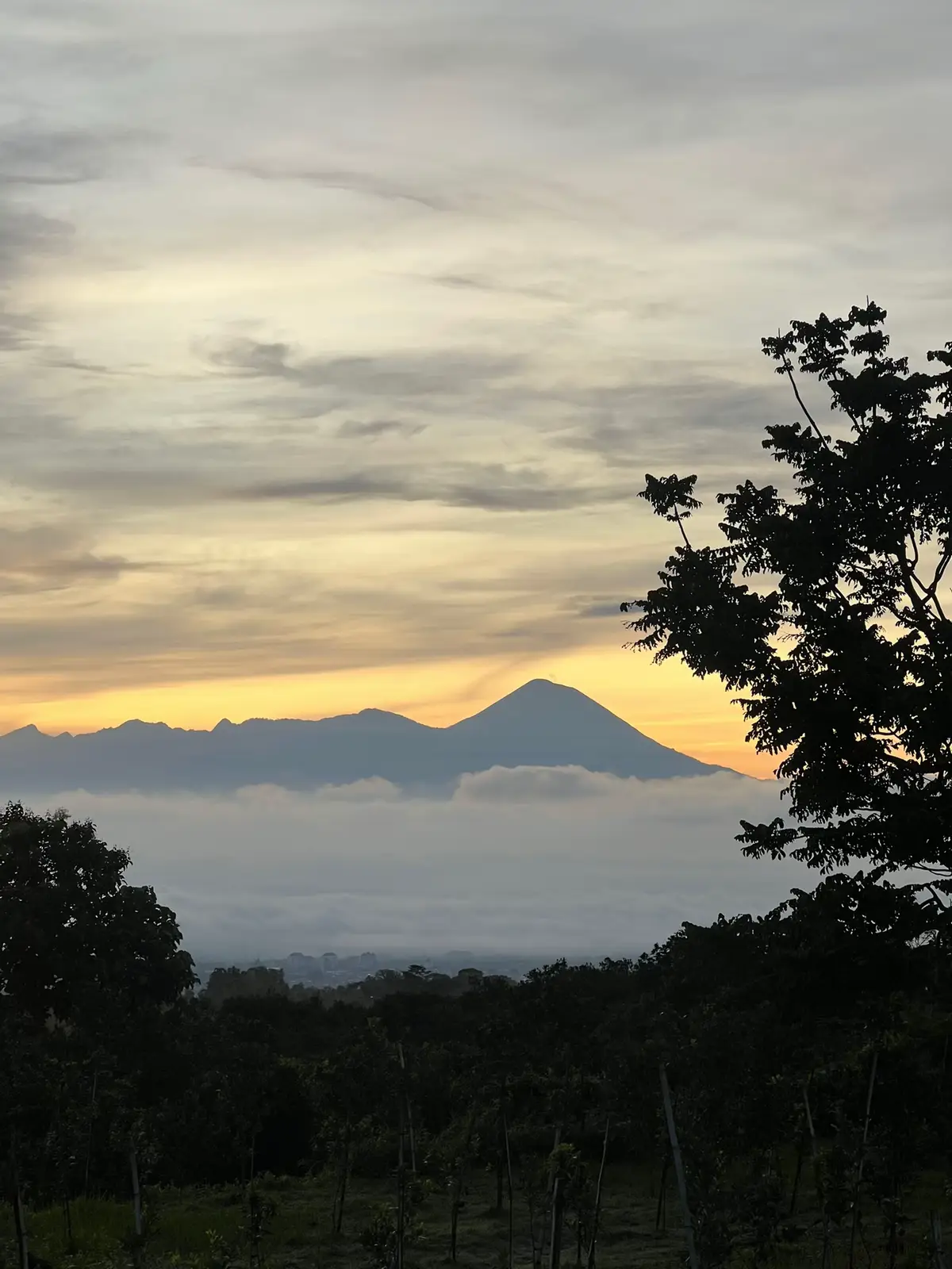 🙇‍♂️#putratanigank #tanimleni #jerukbalap🍊 #petaniindonesia🇮🇩🇮🇩🇮🇩🌿🌿 #foryou #fyp #xyzbca #beranda #masukberanda 