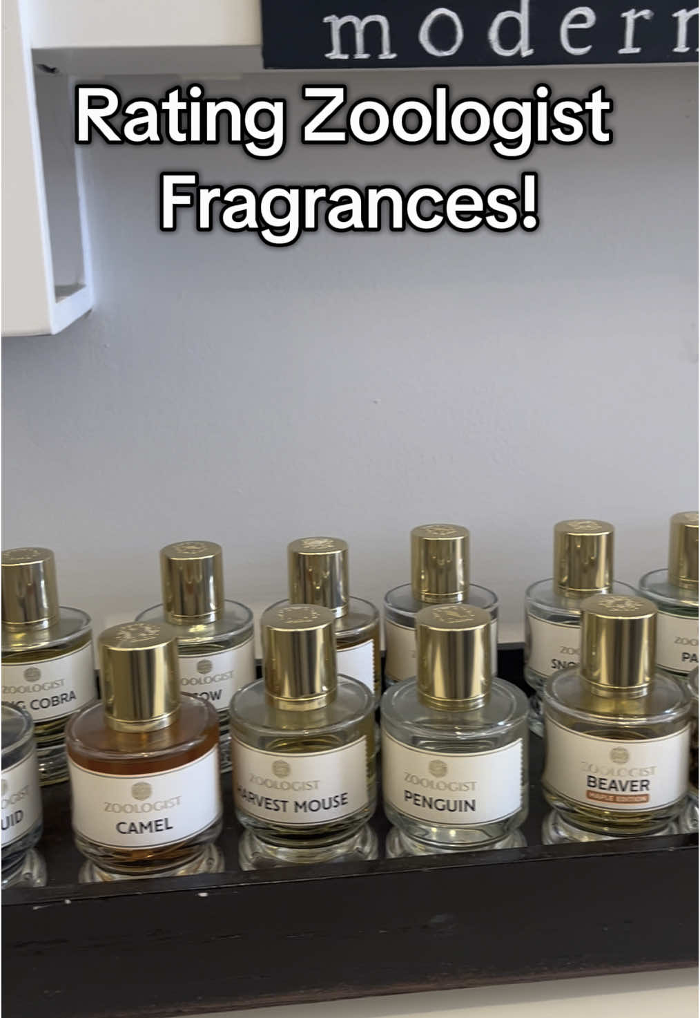 One of my favorite Brands! @Zoologist Perfumes #fragrance #fragrancetiktok #jettscentz 