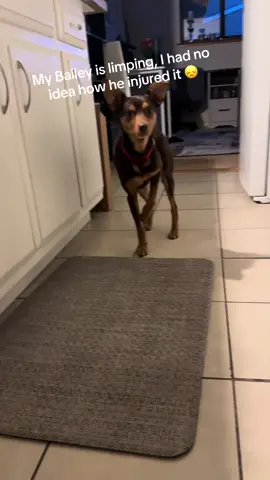 My baby boy is injured, I have no idea how it happened 😞😞 #doglimp #limpingdog #injureddog #poordog #dogsoftiktok 