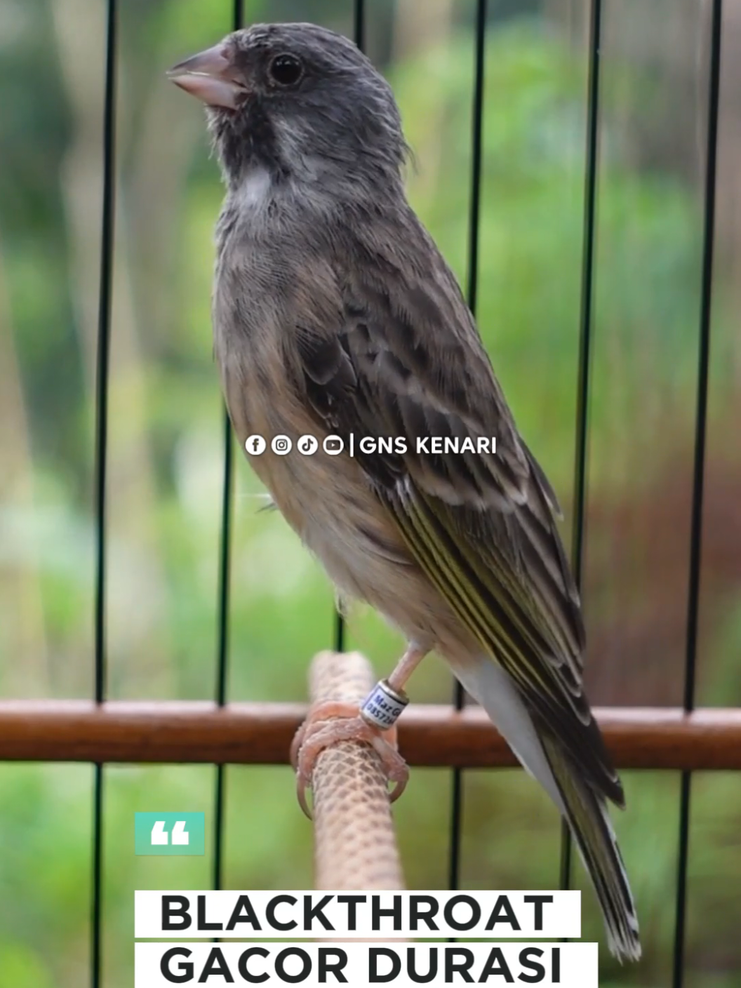 blackthroat gacor durasi panjang #kenari #finch #blackthroat #kicaumania 