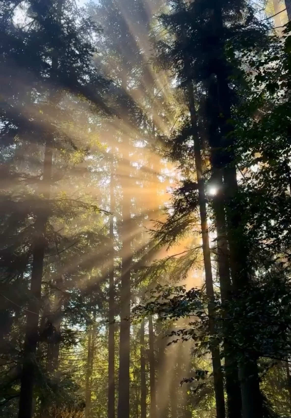 Sunlight filters through tall trees, creating golden beams that dance in the forest air. Trees not only reach for the light but also share nutrients underground through vast root networks. Plants transform sunlight into life-giving energy, fueling entire ecosystems. Nature’s quiet symphony reminds us that light, connection, and growth are everywhere. #nature 🎥 @jens.uwge [IG]