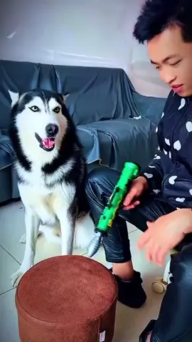#dog #funnydogs #fight #man #fyp 