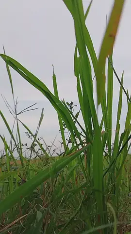 অব্যক্ত যন্ত্রণার কথা কেউ না জানুক 💔 #everyone #everyone 