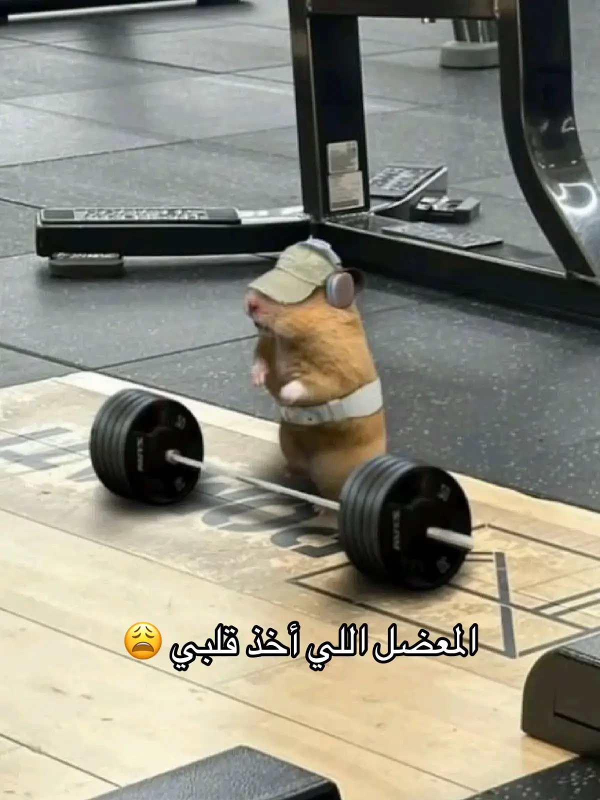 #hamstersoftiktok #hamsters #Fitness #hamtaro #animalsoftiktok #pyf #هامستر_للابد🐹🐹 #جيش_الهامستر🐹💖 #ام_الهامسترات #همتارو 