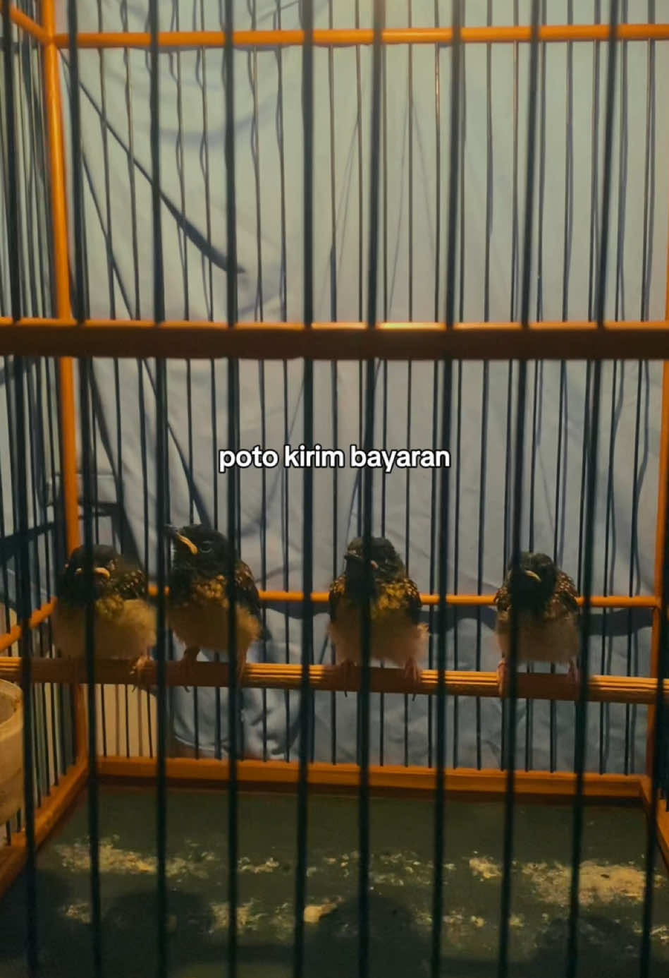 ga pamer ga payu gess😂 #kicaumania #kicaumaniaindonesia #muraitrotol #muraibatutrotol 