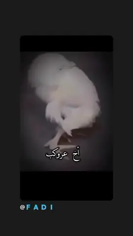 #وجع😂العظام🤭صعب💔جدا🤭  #تفعلكم_🎥يسعدنا💕_على_🏃الأستمرار #تصميم💕😴_فيديوهات🎶🎤🥀💙💌🥰 