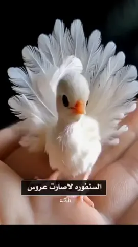 #سنفوره #ههههه #اكسبلور #fyp #foryou #اغاني #شيلات 