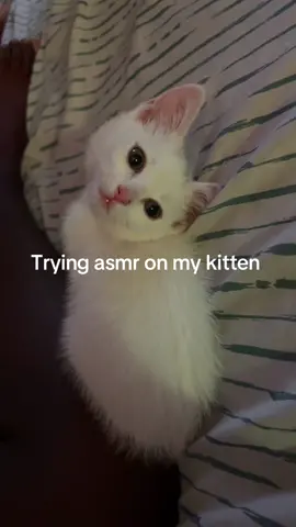 Yall I be getting her ear wax out its just hard everytime i do it she folds her ear #asmr #fyp #satisfyingvideos #kitten #asmrkitten #mouthsoudns #sleep #kittensoftiktok 