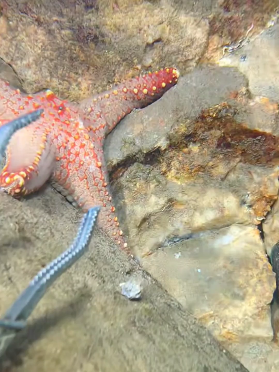 #diving #crab #catchthesea #seaside #seafood #fish #eel #lobster #seangsolofishing