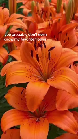 #greenscreen #favorite #flowers #tigerlilies 
