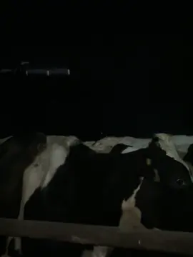 Vacarina torres, algún problema? #parati #tiktok #viral #katinatorres #cows #tipton 