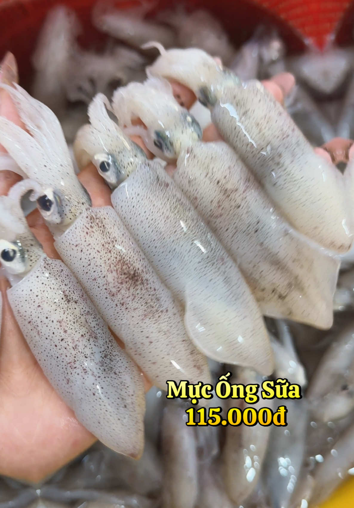 Mực ống sữa minơ tươi xanh #muc #mucong #xuhuongtiktok #haisanhonganh #seafood #haisantuoi #foodtiktok #ancungtiktok #ilovetiktok 