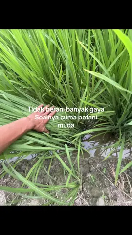 #katakata#petanimuda #padi #ilmupadi🌾 #petanimilenial 