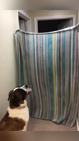 Performing and disappearing in front of dogs.#dog #dogsoftiktok #tiktok #usa🇺🇸 #funnyvideos #funnydog #fyp #pet #animals #funny #dogs 