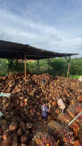 Info pembuangan buah bos#buah dah numpuk ini🔥🔥#fyppppkulitsawitriau🌴