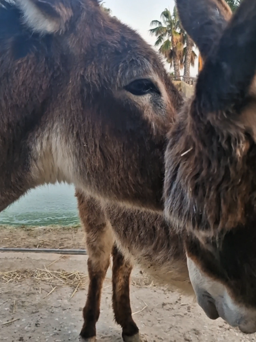 First the scream, then… the echo from deep within... Our donkeys aren’t just loud – they’re full of personality. First comes the dramatic intro, then the bonus sound effects you didn’t see coming. Who needs TV when you’ve got talent like this in the paddock? #creatorsearchinsights  #donkey #funny #animals #viral #humor #fincarai #funnydonkey #eselliebe #donkeylife #animalsounds #tiermomente #voiceofthefarm #gritosdeburro #happydonkeys #funnyanimals #donkeydrama #tierliebe 