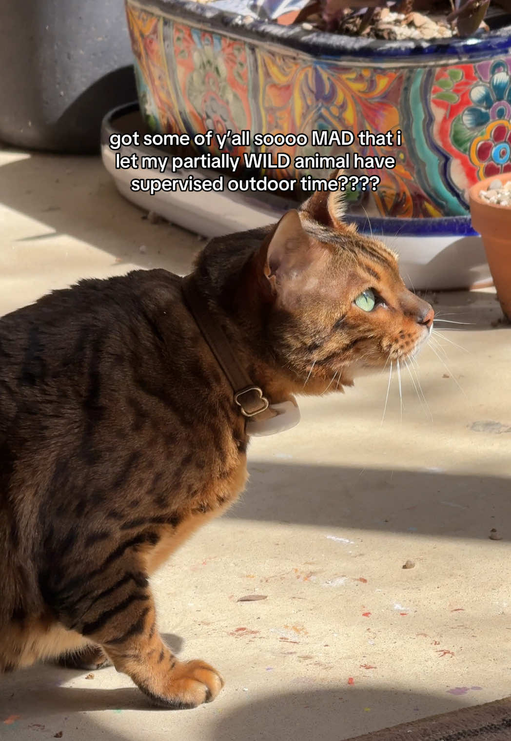 if you don’t let your cat smell the air and feel the sun idk that’s weirder to me #catsoftiktok #bengals #cats #outdoorcat 
