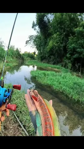 Ikan Chana Langka Dari Tahir 😱 #fishing #mancing #globalfishing #mancingliar #mancingmaniamantap #ikan #mancingikan #mancingmania #mancingseru #snakeheadindonesia #snakeheadfishing #snakehead #mancingsungai #channa #channaindonesia #ikanchanna 