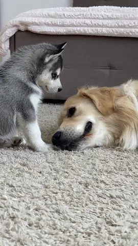 🐶😲 Adorable Golden Retriever Reacts to Husky Puppy!! (Cutest Reaction Ever!!) #GoldenRetriever #HuskyPuppy #BestFriends #AdorablePets #FurryFriends #DogsOfTikTok #PuppyLove #ViralPets #WholesomePets #TooCute #AnimalLovers #DogLovers #Heartwarming #CutenessOverload #FunnyDogs