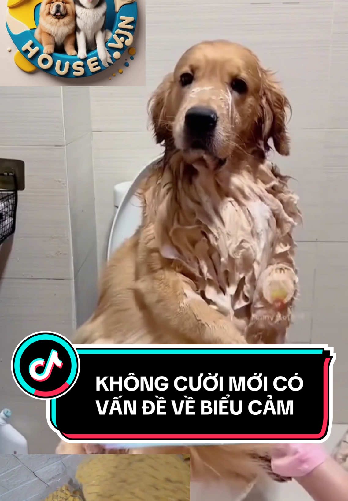 Nhìn cái mặt cười rụng rốn 😂 #goldenretriever #pet #xuhuongtiktok #trending #viral #tắmbosstạinhà #viraltiktok #xuhuong #happypethousevn #trendingvideo #spagrooming #tắmchó #reels #funny #viral #thịnhhành #thịnhhành #giaitri 