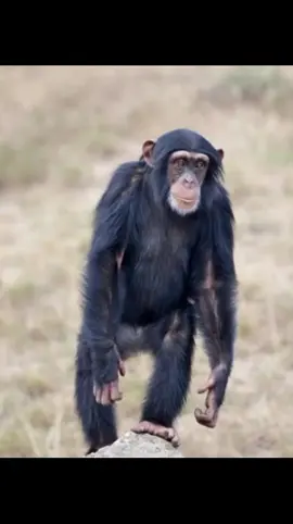 DILOSKE WAE  #kera #monyet #monyetlucu #monyettiktok #monyetpintar #monyetcantik #monyetjoget 